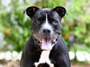 adoptable Dog in tavares, FL named BUDDY