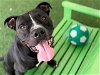 adoptable Dog in tavares, FL named BUDDY