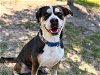 adoptable Dog in tavares, FL named SKITTLES