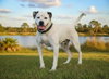 PONGO - Photo 1
