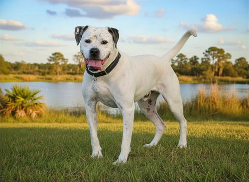 PONGO - American Bulldog available for adoption