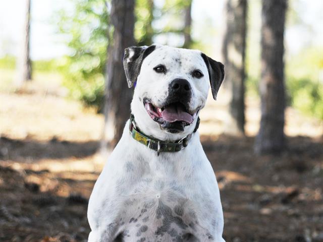 adoptable Dog in Tavares, FL named PONGO