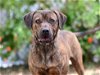 adoptable Dog in tavares, FL named MASSIMO
