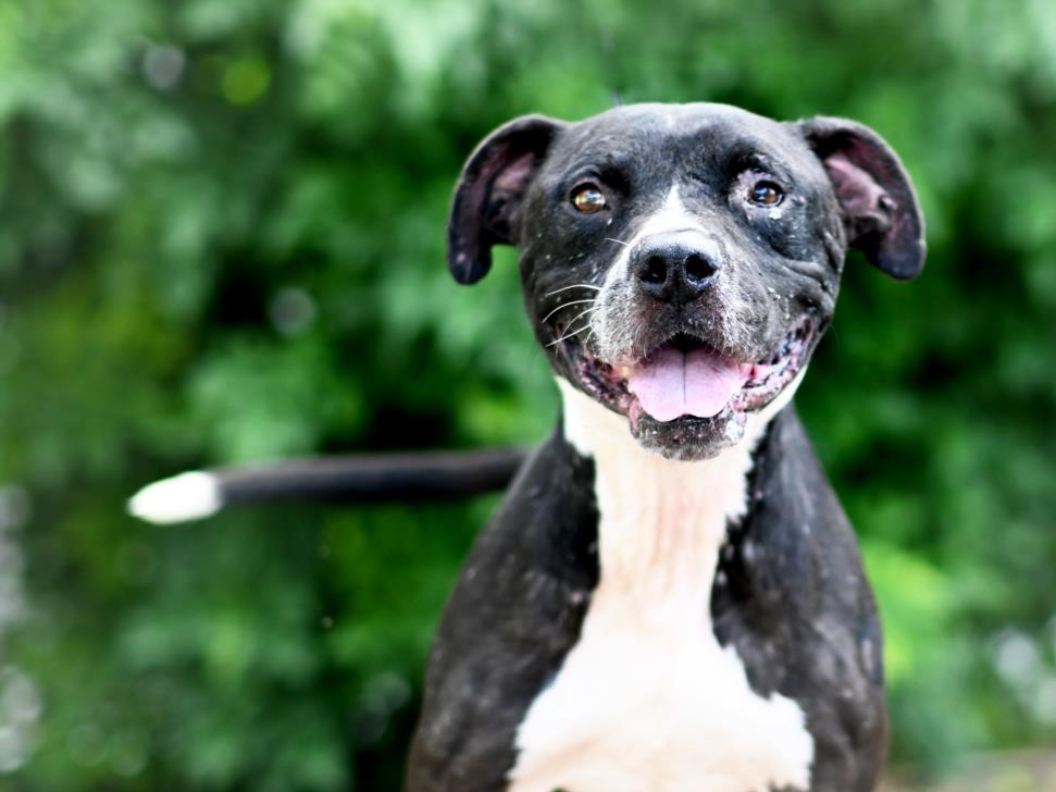 adoptable Dog in Tavares, FL named FREDDIE