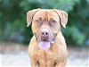adoptable Dog in tavares, FL named NASH