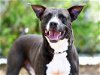 adoptable Dog in tavares, FL named AXEL