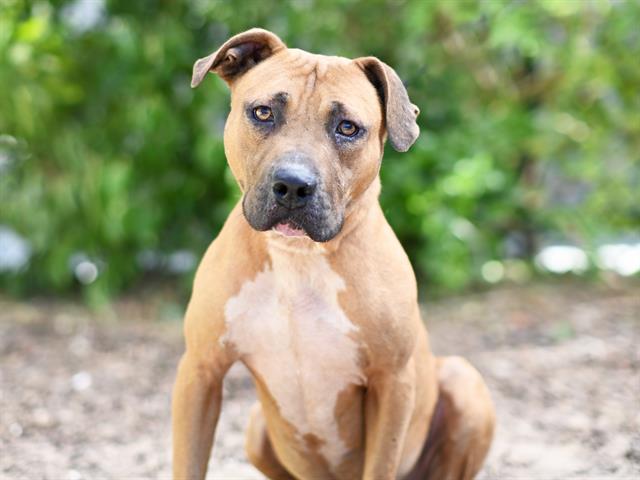 adoptable Dog in Tavares, FL named TURNER