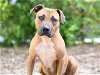 adoptable Dog in tavares, FL named TURNER