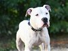 adoptable Dog in tavares, FL named BLITZ