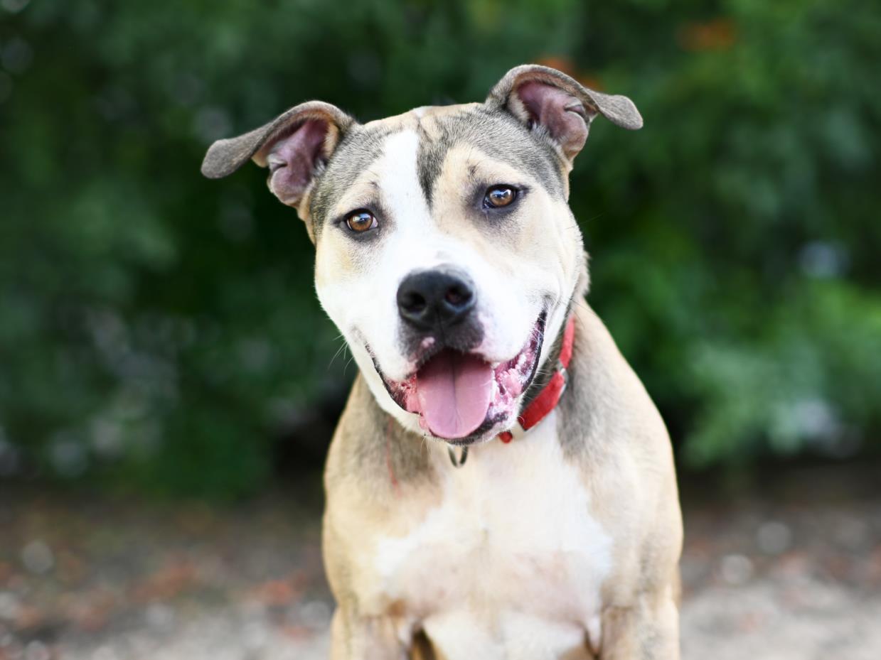 adoptable Dog in Tavares, FL named CLARK