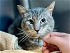 adoptable Cat in tavares, FL named BUBBA