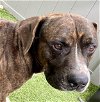 adoptable Dog in tavares, FL named RIKER