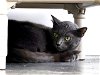 adoptable Cat in tavares, FL named SMOKEY