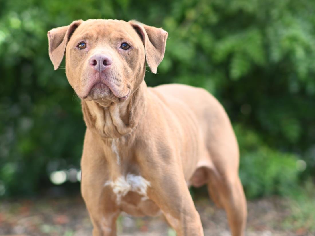 adoptable Dog in Tavares, FL named ROCKO