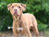 adoptable Dog in tavares, FL named ROCKO