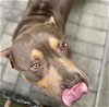 adoptable Dog in tavares, FL named HECTOR