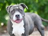 adoptable Dog in tavares, FL named LENA