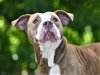 adoptable Dog in tavares, FL named THEODORA