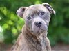 adoptable Dog in tavares, FL named LIP