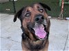 adoptable Dog in tavares, FL named BOOKER