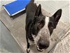 adoptable Dog in tavares, FL named A063727