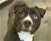 adoptable Dog in tavares, FL named TOOTSIE