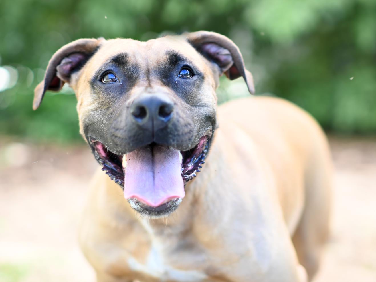 adoptable Dog in Tavares, FL named EEYORE