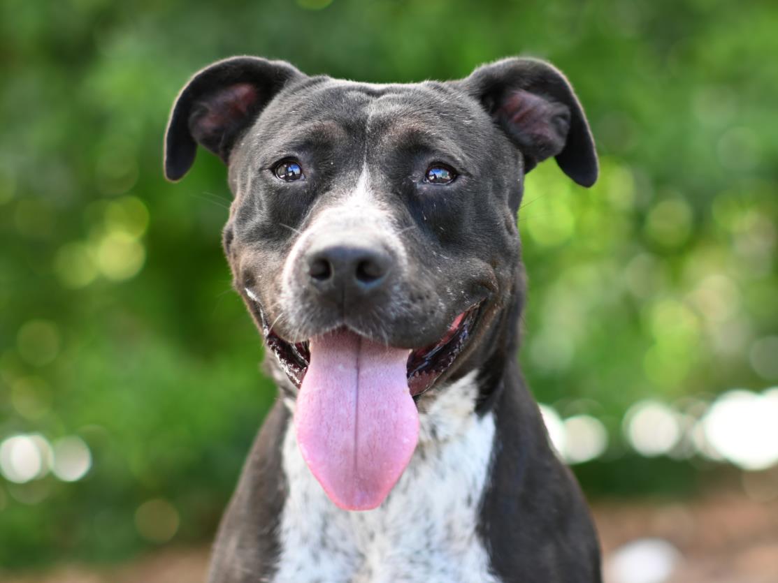 adoptable Dog in Tavares, FL named SAMANTHA