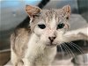 adoptable Cat in tavares, FL named BENNETT