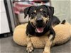 adoptable Dog in tavares, FL named SUSIE