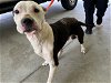 adoptable Dog in tavares, FL named CEDRIC