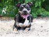 adoptable Dog in tavares, FL named CAPONE