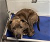 adoptable Dog in tavares, FL named RUCKER