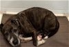 adoptable Dog in tavares, FL named CAROL