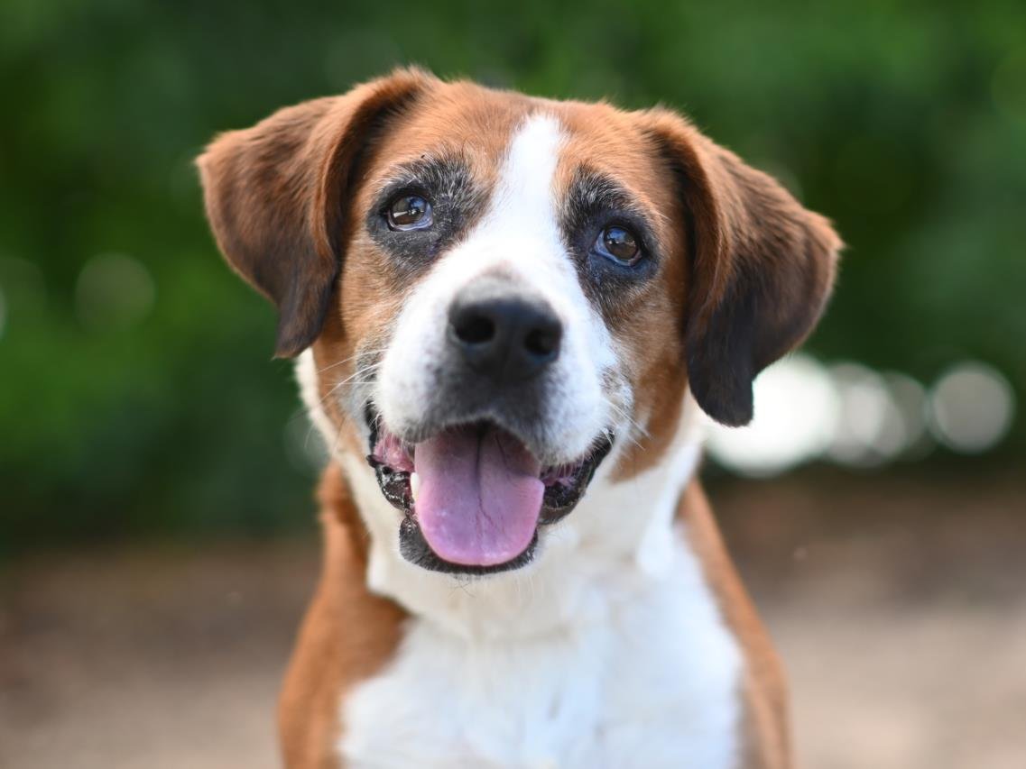 adoptable Dog in Tavares, FL named RIGATONI