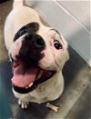 adoptable Dog in tavares, FL named MILO