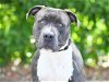 adoptable Dog in tavares, FL named ROSS