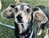 adoptable Dog in tavares, FL named STORMY