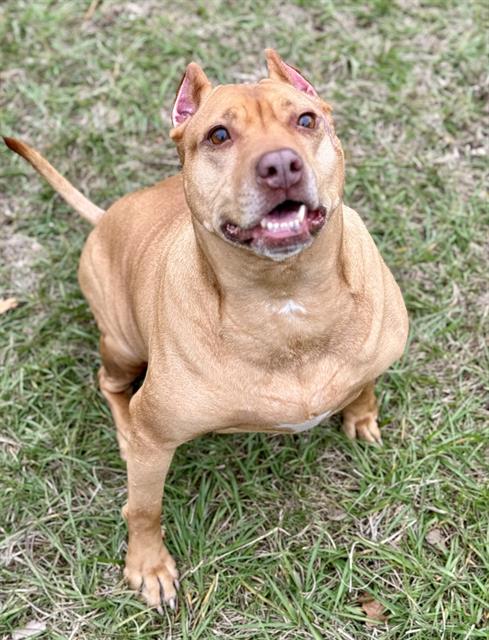 adoptable Dog in Tavares, FL named SEQUOIA