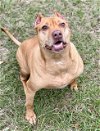 adoptable Dog in tavares, FL named SEQUOIA