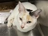 adoptable Cat in tavares, FL named MIMI