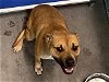 adoptable Dog in tavares, FL named PEACHES
