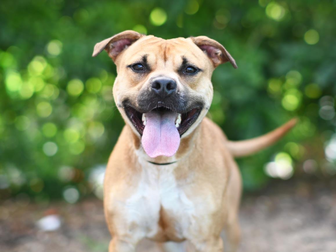 adoptable Dog in Tavares, FL named PEACHES