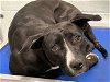 adoptable Dog in tavares, FL named ANTONELLA
