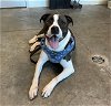 adoptable Dog in  named KING
