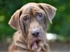 adoptable Dog in tavares, FL named BEAR