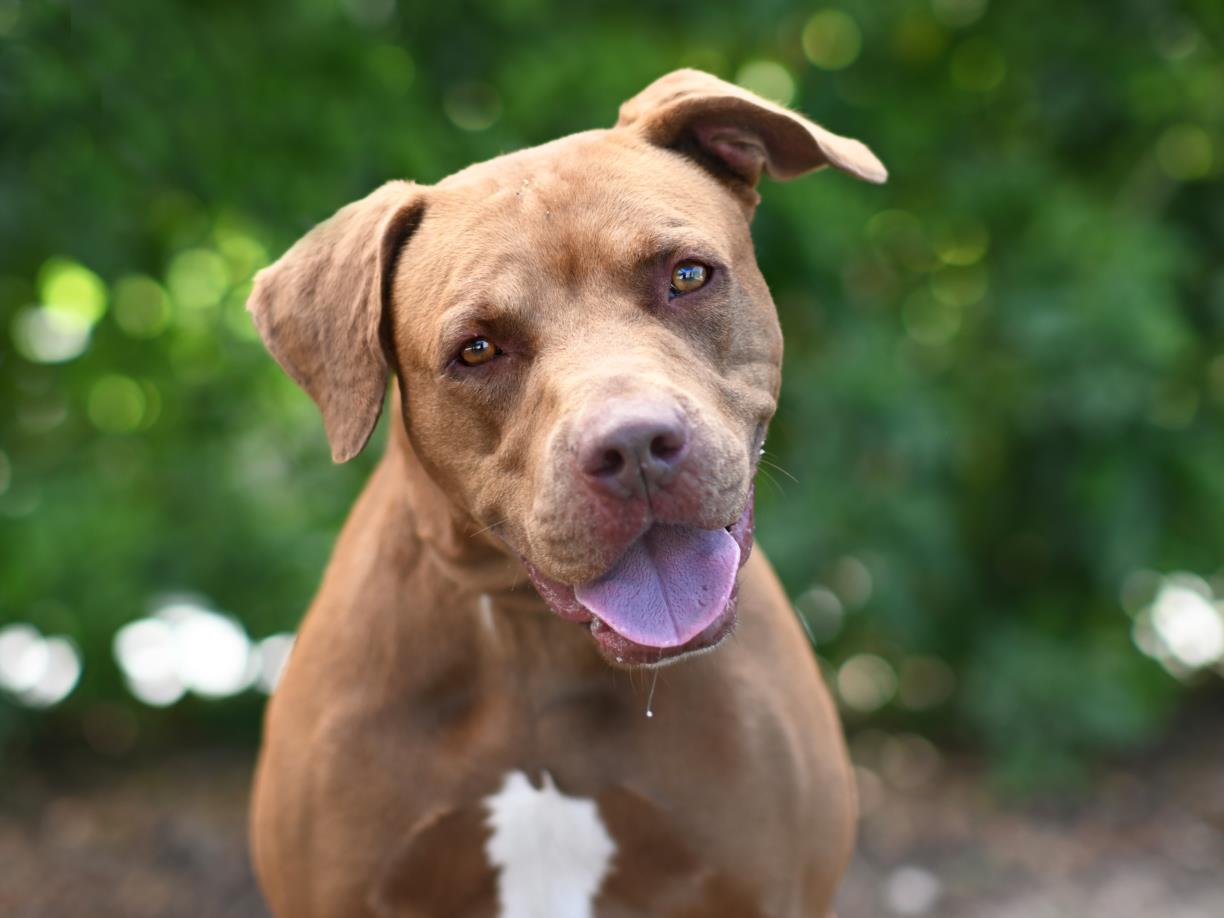 adoptable Dog in Tavares, FL named BOBO