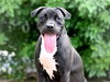 adoptable Dog in Tavares, FL named GROVER