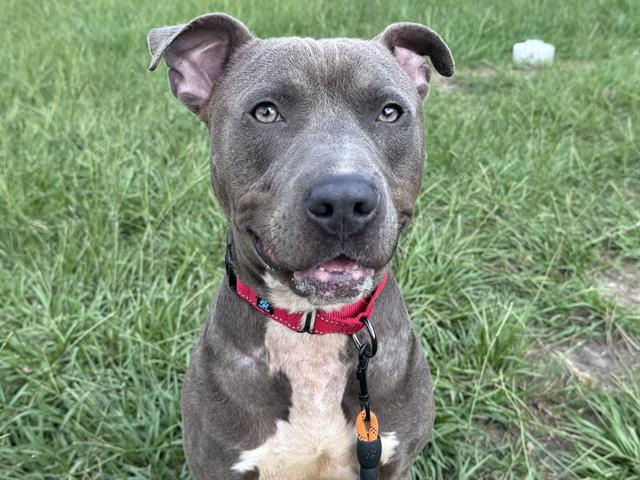 adoptable Dog in Tavares, FL named ROYAL