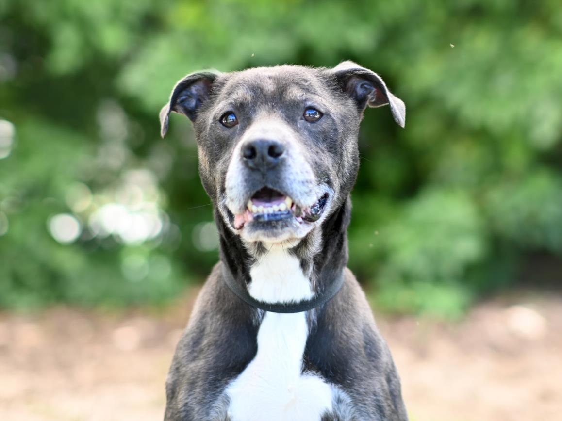 adoptable Dog in Tavares, FL named HANK